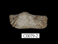 藏品(鷹翼魁蛤)的圖片